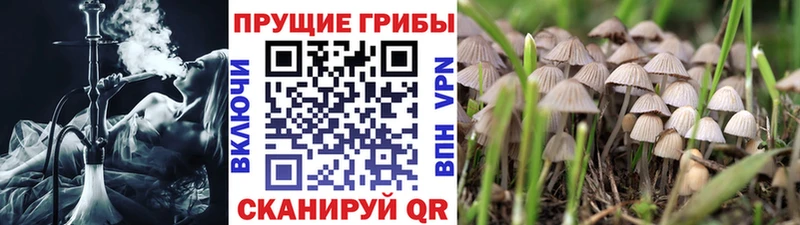 Псилоцибиновые грибы прущие грибы  Кубинка 